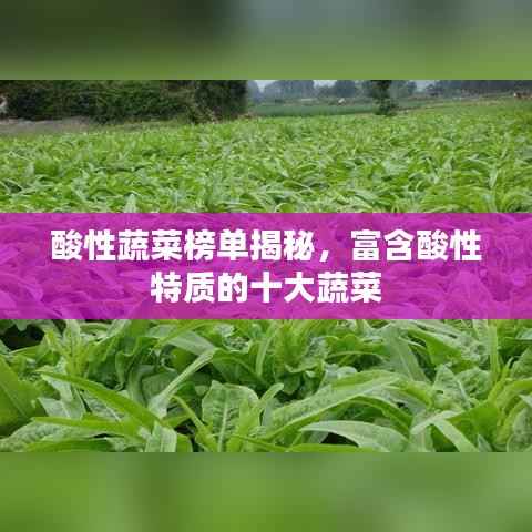 酸性蔬菜榜单揭秘,富含酸性特质的十大蔬菜