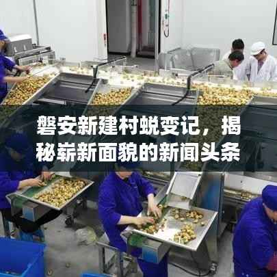 磐安新建村蜕变记,揭秘崭新面貌的新闻头条