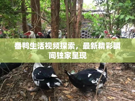 番鸭生活视频探索，最新精彩瞬间独家呈现