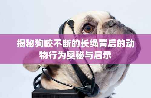 揭秘狗咬不断的长绳背后的动物行为奥秘与启示