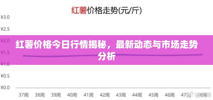红薯价格今日行情揭秘,最新动态与市场走势分析