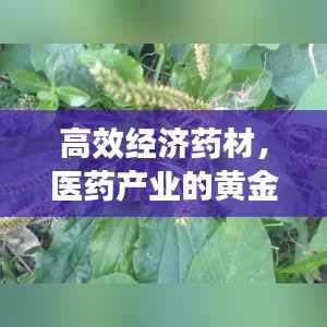 高效经济药材,医药产业的黄金支柱,未来发展潜力无限!