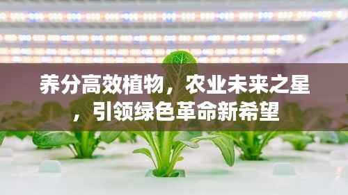 养分高效植物,农业未来之星,引领绿色革命新希望