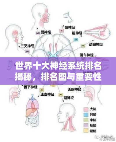 世界十大神经系统排名揭秘,排名图与重要性解析