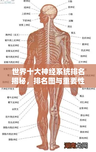 世界十大神经系统排名揭秘,排名图与重要性解析
