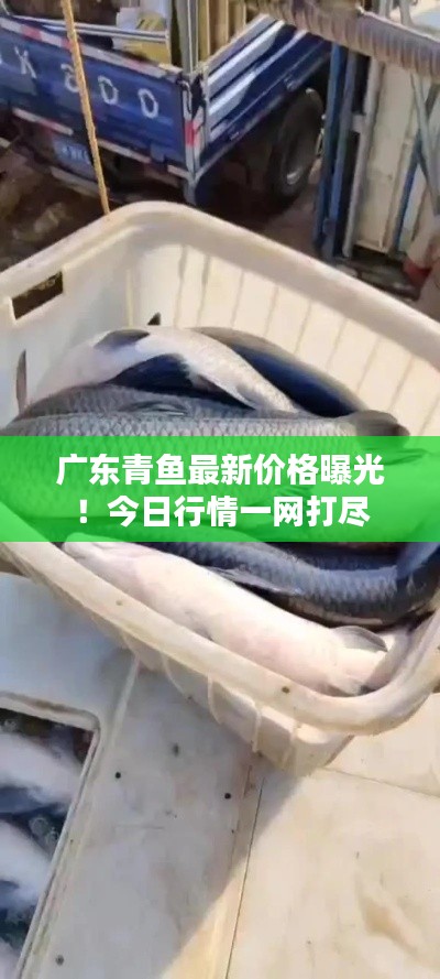 广东青鱼最新价格曝光！今日行情一网打尽