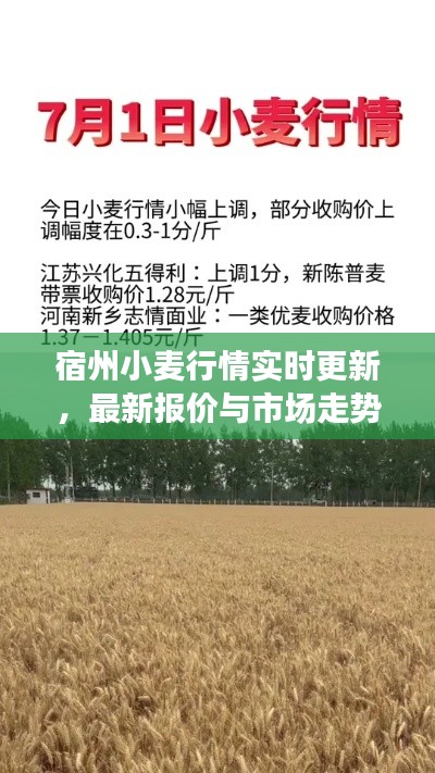 宿州小麦行情实时更新，最新报价与市场走势一网打尽