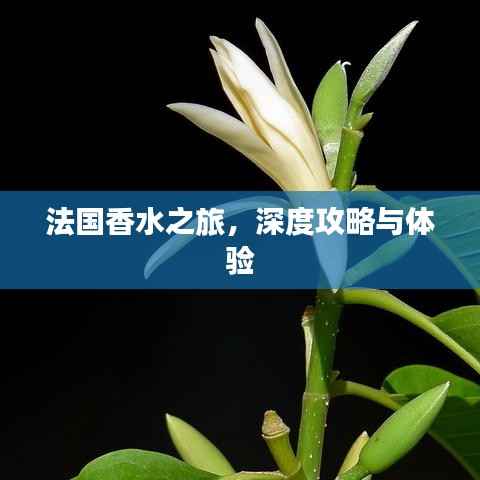 法国香水之旅,深度攻略与体验