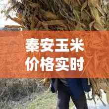 秦安玉米价格实时更新，今日最新动态