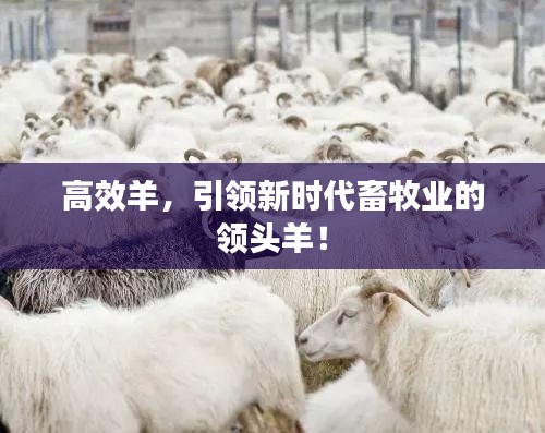 高效羊，引领新时代畜牧业的领头羊！