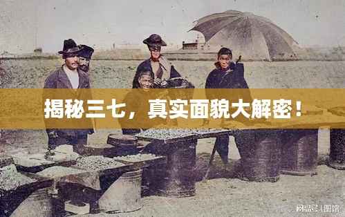 揭秘三七，真实面貌大解密！