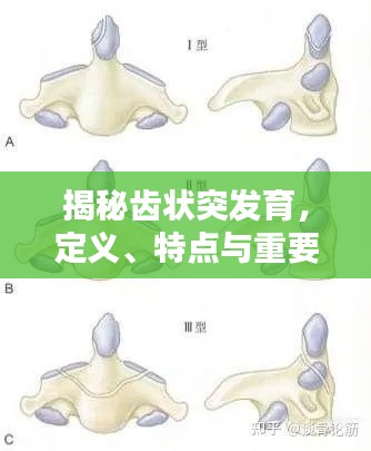 揭秘齿状突发育,定义、特点与重要性!