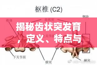 揭秘齿状突发育,定义、特点与重要性!