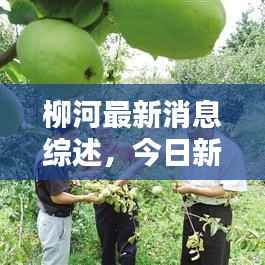 柳河最新消息综述，今日新闻一览