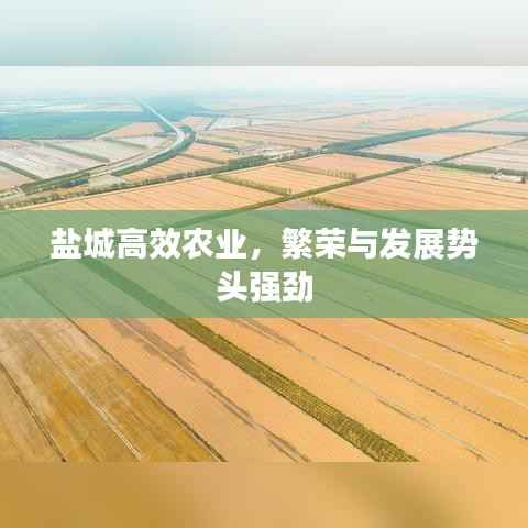 盐城高效农业，繁荣与发展势头强劲