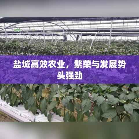 盐城高效农业,繁荣与发展势头强劲
