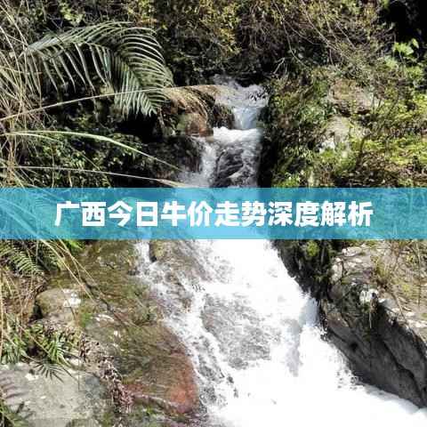 广西今日牛价走势深度解析