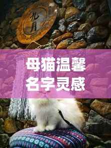 母猫温馨名字灵感大搜罗——百度精选之旅
