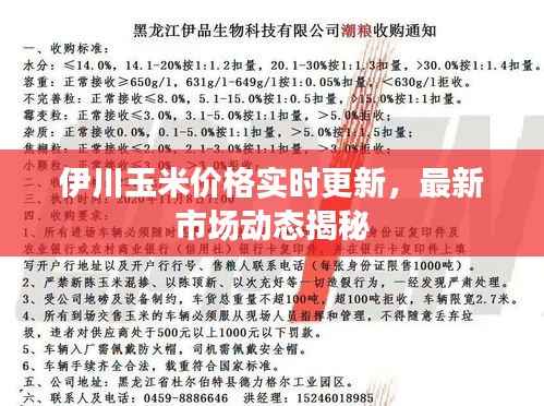 伊川玉米价格实时更新，最新市场动态揭秘