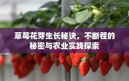 草莓花芽生长秘诀,不断茬的秘密与农业实践探索