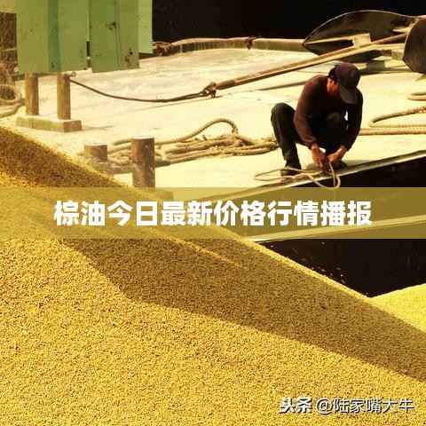 棕油今日最新价格行情播报