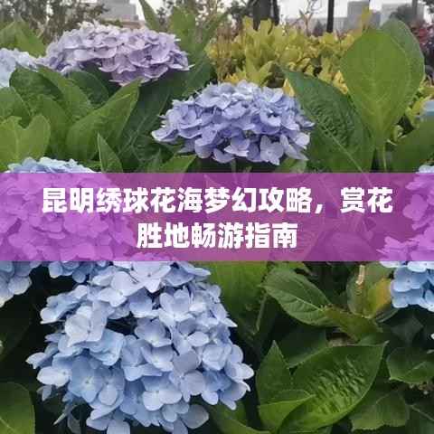 昆明绣球花海梦幻攻略,赏花胜地畅游指南