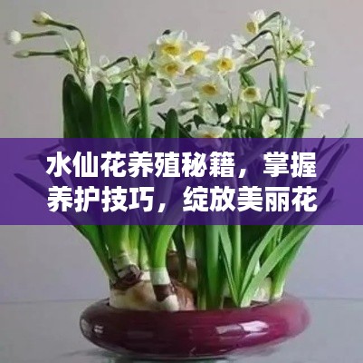 水仙花养殖秘籍，掌握养护技巧，绽放美丽花朵！