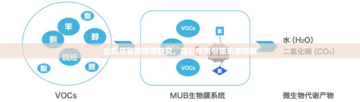 山西厌氧菌碳源研究，高效应用引领未来突破