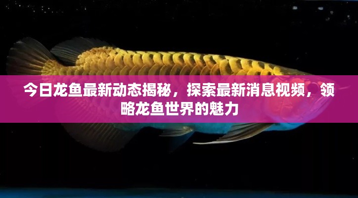 今日龙鱼最新动态揭秘,探索最新消息视频,领略龙鱼世界的魅力