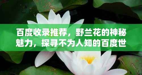 百度收录推荐,野兰花的神秘魅力,探寻不为人知的百度世界!