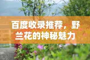 百度收录推荐,野兰花的神秘魅力,探寻不为人知的百度世界!