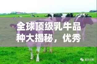 全球顶级乳牛品种大揭秘，优秀乳牛品种排名榜单！