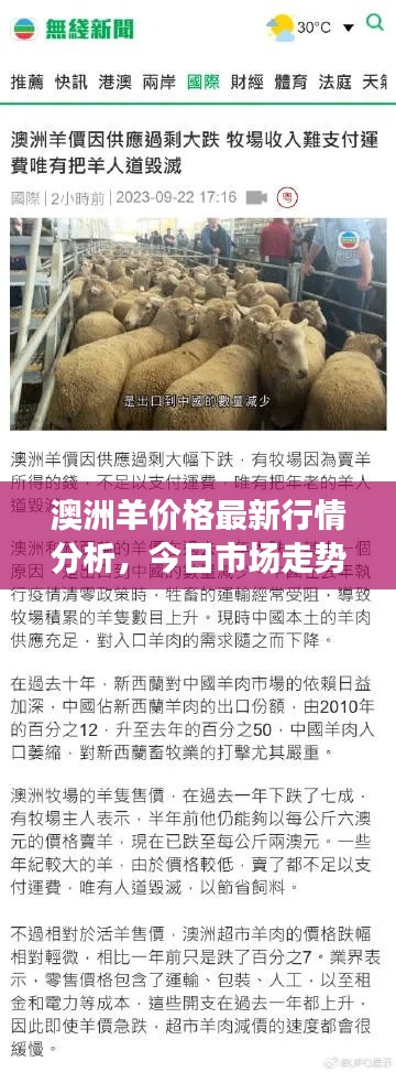 澳洲羊价格最新行情分析，今日市场走势揭秘