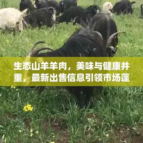 生态山羊羊肉，美味与健康并重，最新出售信息引领市场蓬勃发展