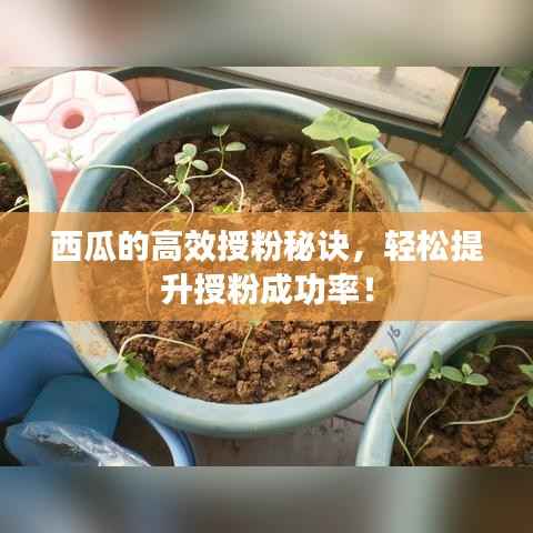 西瓜的高效授粉秘诀，轻松提升授粉成功率！
