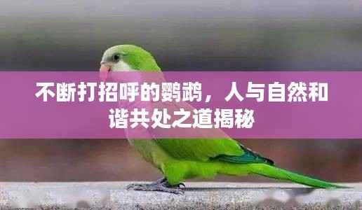 不断打招呼的鹦鹉，人与自然和谐共处之道揭秘