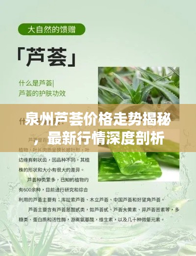 泉州芦荟价格走势揭秘,最新行情深度剖析
