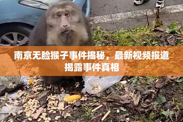 南京无脸猴子事件揭秘，最新视频报道揭露事件真相