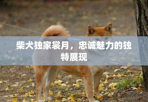 柴犬独家裳月，忠诚魅力的独特展现
