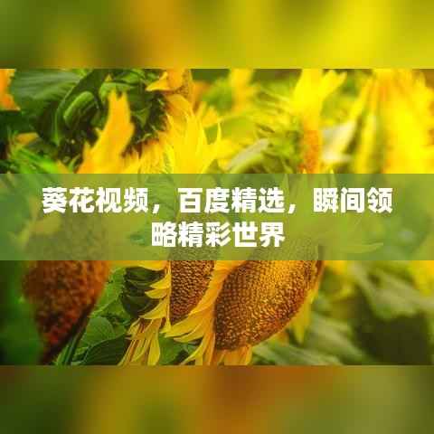 葵花视频,百度精选,瞬间领略精彩世界