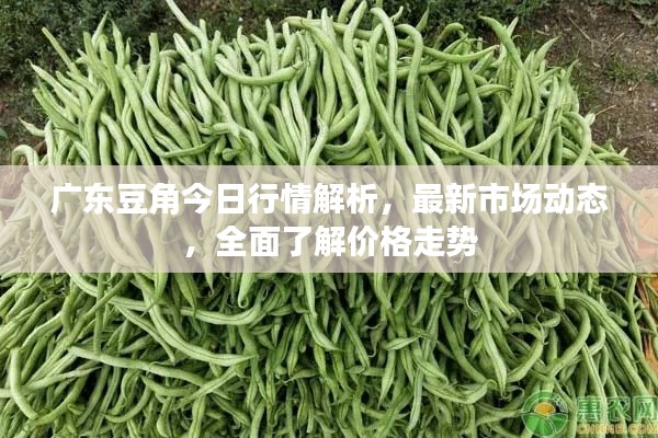 广东豆角今日行情解析,最新市场动态,全面了解价格走势