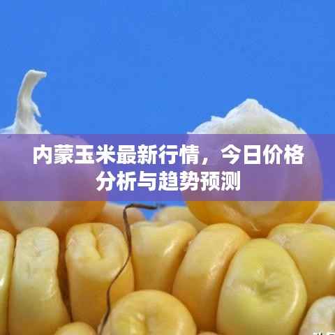 内蒙玉米最新行情，今日价格分析与趋势预测